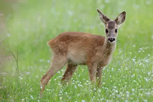 Buckwheat: Roe Deer