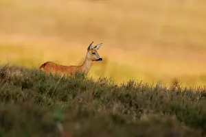 Westerheide: Roe Deer