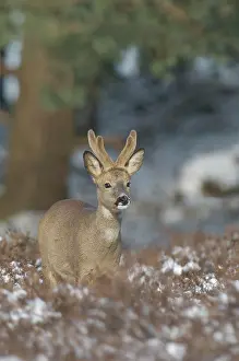 Pelt: Roe Deer