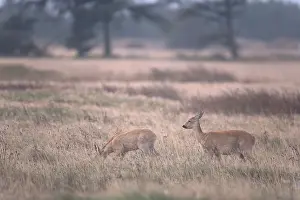 Pelt: Roe Deer
