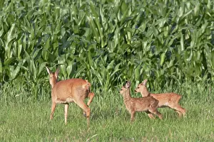 Pelt: Roe Deer