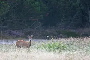 Pelt: Roe Deer
