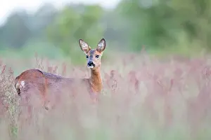 Pelt: Roe Deer