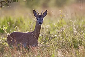 Pelt: Roe Deer