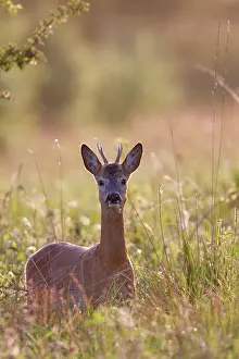 Pelt: Roe Deer