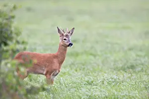 Pelt: Roe Deer
