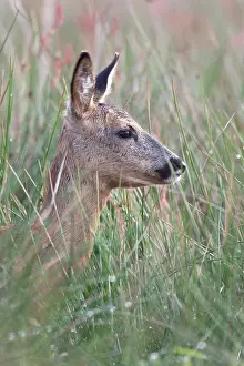 Pelt: Roe Deer