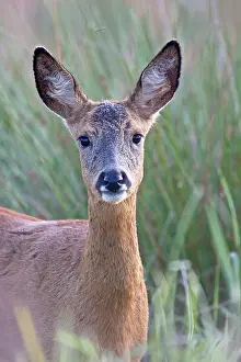 Pelt: Roe Deer
