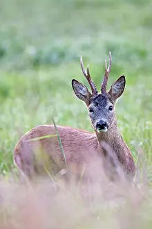 Roe Deer