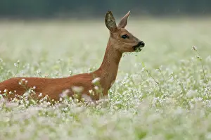 Gooi: Roe Deer