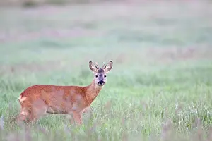 Pelt: Roe Deer