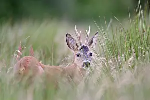 Pelt: Roe Deer