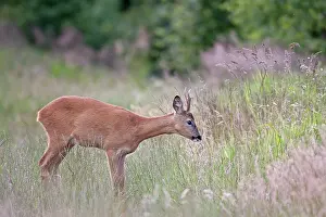 Pelt: Roe Deer