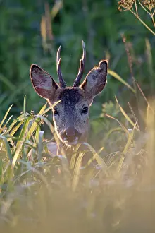 Pelt: Roe Deer