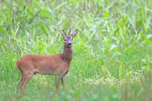 Heating: Roe Deer