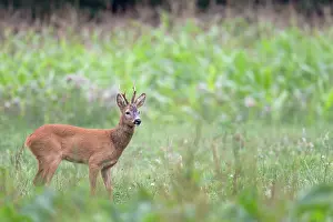 Heating: Roe Deer