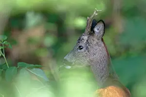 Vaaler: Roe Deer