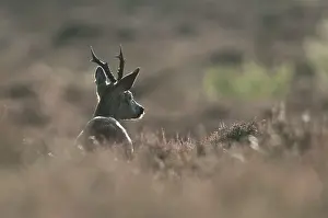 Westerheide: Roe Deer