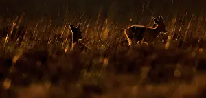 Westerheide: Roe Deer