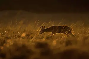 Gooi: Roe Deer