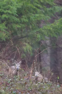 Pelt: Roe Deer