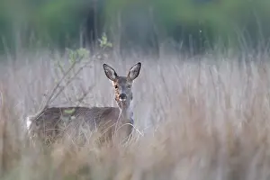 Pregnant: Roe Deer