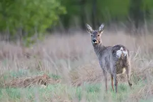 Pregnant: Roe Deer