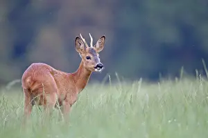Pelt: Roe Deer