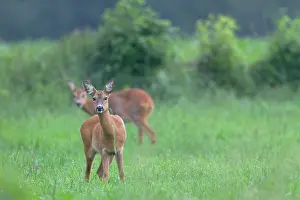 Pelt: Roe Deer