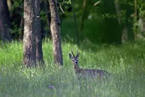 Lusatia: Roe Deer