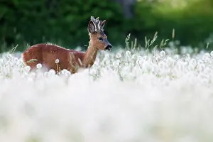 Officinale: Roe Deer