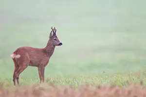 Pelt: Roe Deer