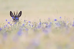 Cornflower: Roe Deer