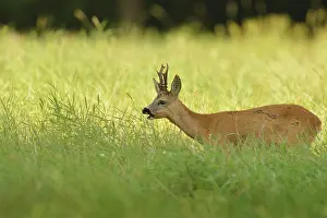 Buckwheat: Roe Deer