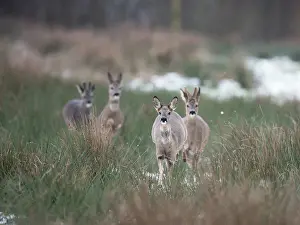 Bogland: Roe Deer