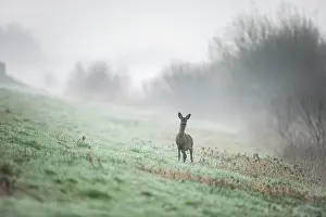 Bogland: Roe Deer