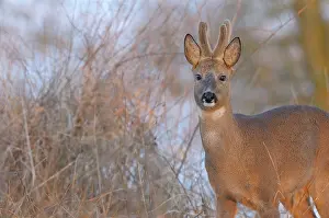 Visible: Roe Deer
