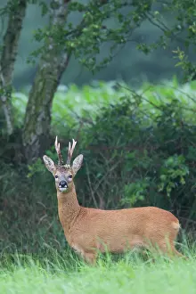 Cloven: Roe Deer