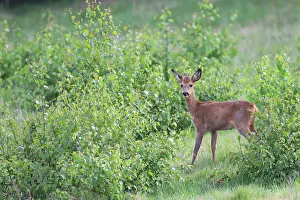 Cloven: Roe Deer
