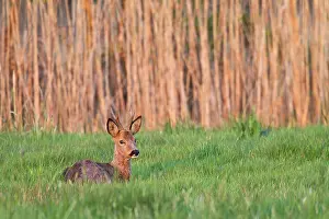 Cloven: Roe Deer