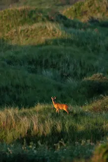 Duinen: Roe Deer