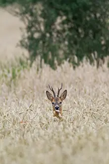 Cloven: Roe Deer