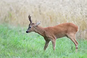 Cloven: Roe Deer