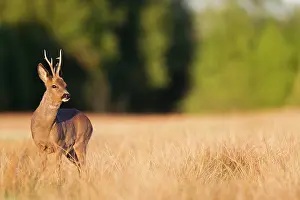 Cloven: Roe Deer