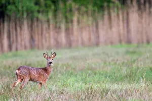 Cloven: Roe Deer