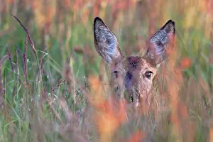 Cloven: Roe Deer