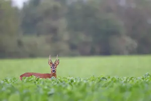 Cloven: Roe Deer