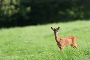 Cloven: Roe Deer