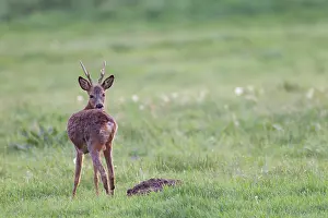 Cloven: Roe Deer