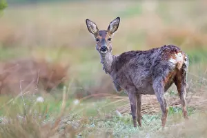 Pregnant: Roe Deer